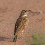 Foxy Lark (image by Mark Beaman)