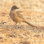 Fulvous Babbler (image by Nik Borrow)
