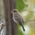 Gambaga Flycatcher (image by Mark Beaman)