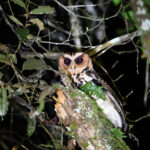 Giant Scops Owl (image by Paul Matson)