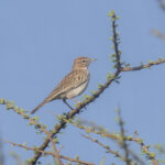 Gillett's Lark (image by Mark Beaman)