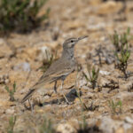 Greater Hoopoe-Lark (image by Mark Beaman)