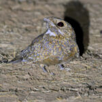 Golden Nightjar (image by Nik Borrow)