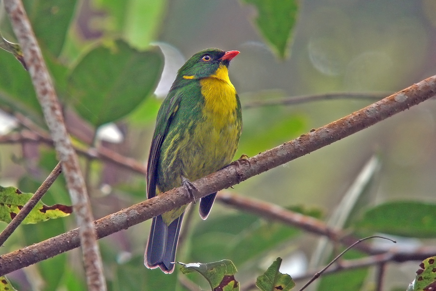 Golden-breasted Fruiteater (image by Pete Morris)