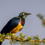Golden-breasted Starling (image by Mark Beaman)