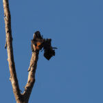 Golden-capped Flying Fox (image by Mark Van Beirs)
