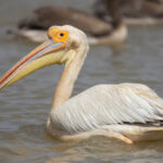 Great White Pelican (image by Nik Borrow)