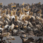 Great White Pelican colony (image by Nik Borrow)