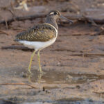 male Greater Painted-snipe (image by Nik Borrow)