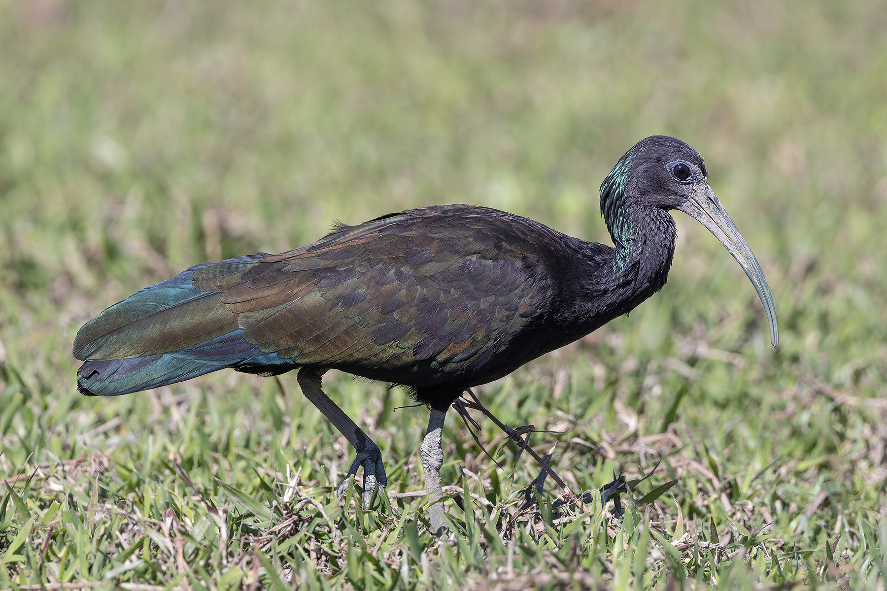 Green Ibis (image by Pete Morris)