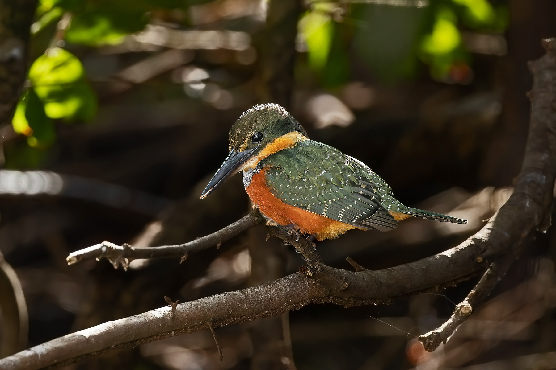 Green-and-rufous Kingfisher (image by Pete Morris)