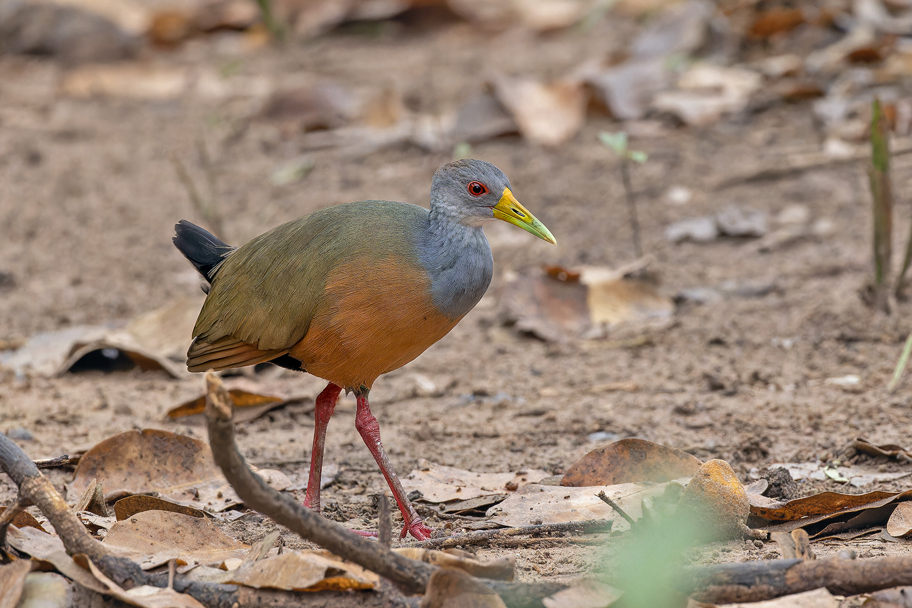 Grey-cowled Wood Rail (image by Pete Morris)