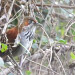 Grey-sided Scimitar Babbler (image by Hannu Jännes)