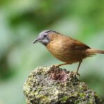 Grey-throated Babbler (image by Hannu Jännes)