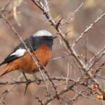 Güldenstädt's Redstart (image by Hannu Jännes)