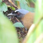 Hainan (Black-throated) Laughingthrush (image by Hannu Jännes)