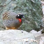 Hainan Partridge (image by Hannu Jännes)