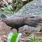Hainan Peacock-Pheasant (image by Hannu Jännes)