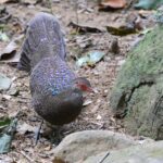 Hainan Peacock-Pheasant (image by Hannu Jännes)