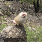 Hamadryas Baboon (image by Mark Beaman)