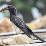 Hemprich's Hornbill (image by Mark Beaman)
