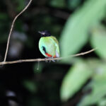 Hooded Pitta (image by Paul Matson)
