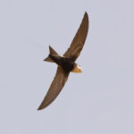 Horus Swift (image by Nik Borrow)