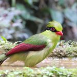 Indochinese Green Magpie (image by Hannu Jännes)