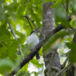 Islet (or Colonist) Kingfisher (image by Mark Beaman)
