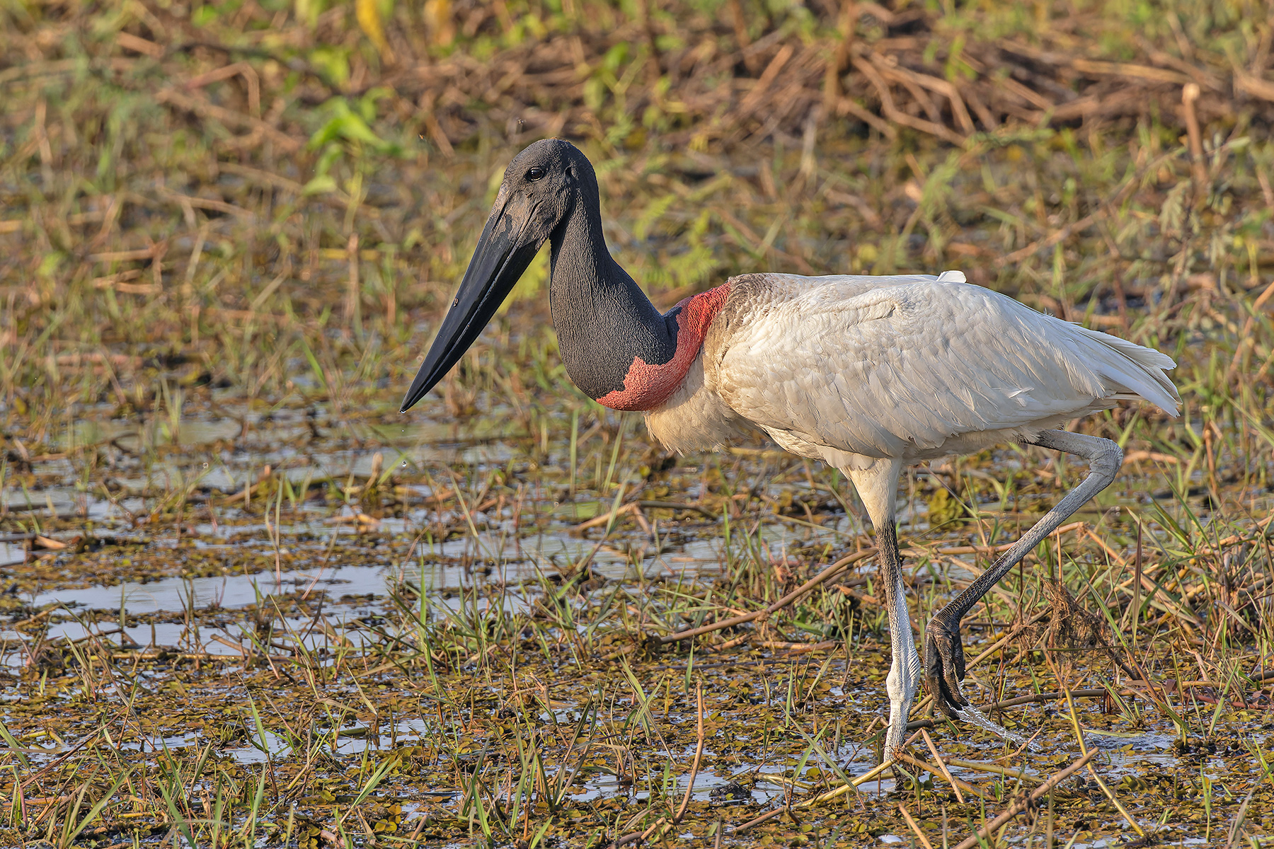Jabiru (image by Pete Morris)