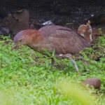 Japanese Night Heron (image by Rob Rackliffe)