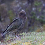 Kea (image by Dave Howes)