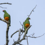 Knob-billed Fruit Doves (image by Mark Beaman)
