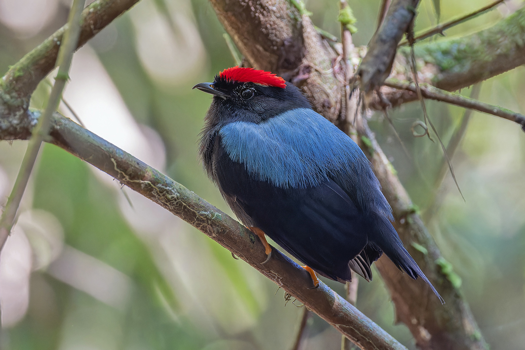 Lance-tailed Manakin (image by Pete Morris)