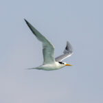 Lesser Crested Tern (image by Mark Beaman)