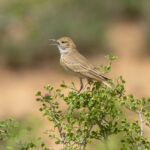 Lesser Hoopoe Lark (image by Mark Beaman)