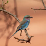 Lilac-breasted Roller (image by Mark Beaman)