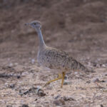 Little Brown Bustard (image by Mark Beaman)