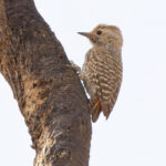 female Little Grey Woodpecker (image by Nik Borrow)