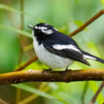 Little Pied Flycatcher (image by Rob Rackliffe)