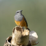 Little Rock Thrush (image by Mark Beaman)