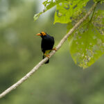 Long-tailed Myna (image by Mark Beaman)