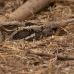 Long-tailed Nightjar (image by Nik Borrow)