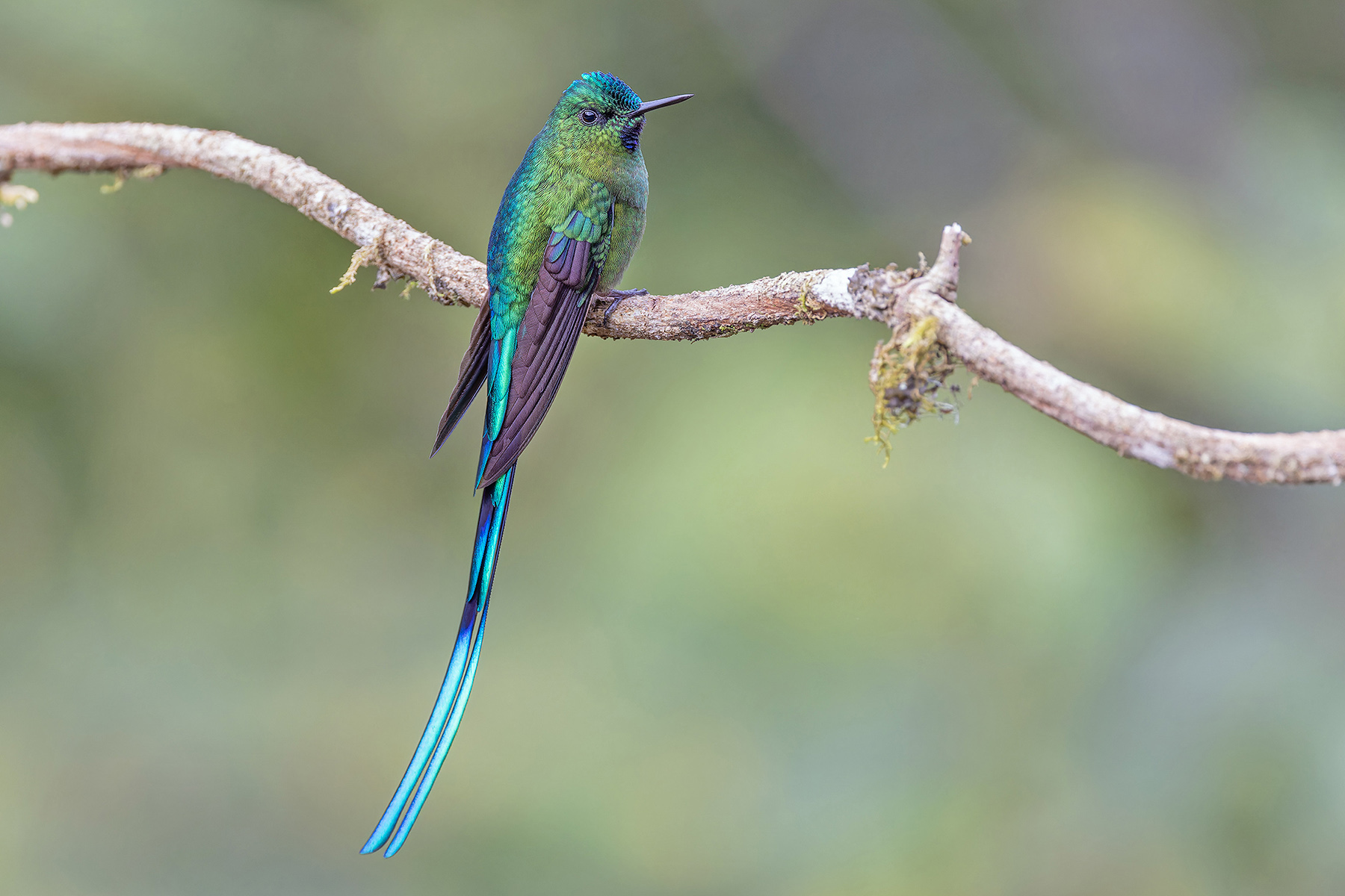 Long-tailed Sylph (image by Pete Morris)