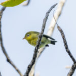 Louisiade White-eye (image by Mark Beaman)