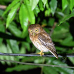 Luzon Boobook (image by Paul Matson)