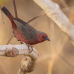 Mali Firefinch (image by Nik Borrow)