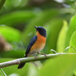 male Mangrove Flycatcher (image by Paul Matson)