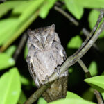 Mantanai Scops Owl (image by Paul Matson)