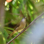 Melodious Babbler (image by Paul Matson)
